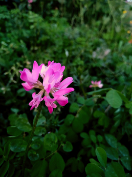 紫云英花