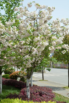 樱花树