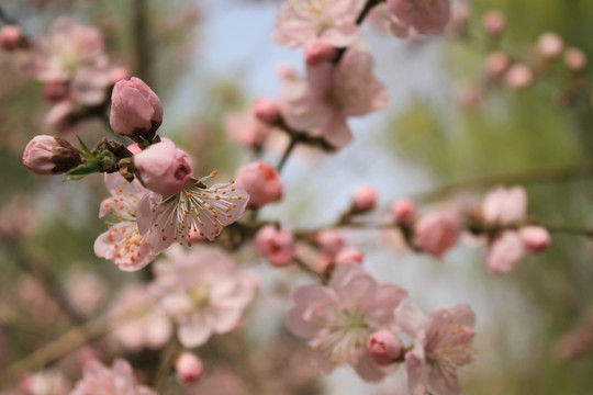 樱花