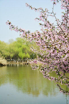 海棠花开