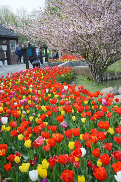 郁金香花园