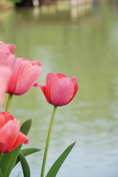 郁金香花