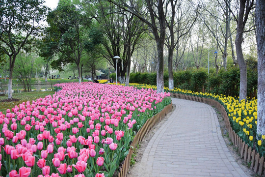 花园小路 郁金香花田