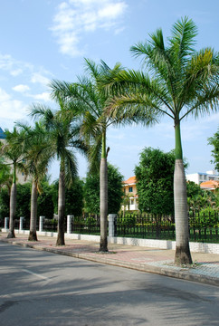 西双版纳 椰子树