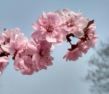 春暖花开