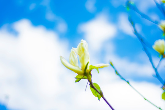 玉兰花