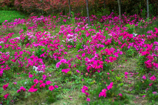 杜鹃花 红花