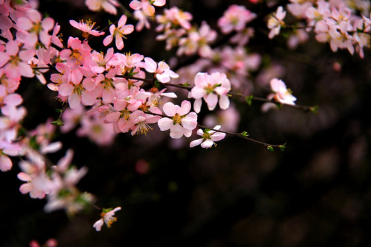 榆叶梅花