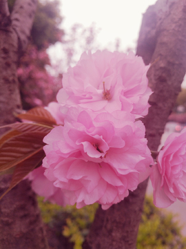 花朵