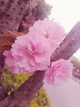 盛开的花朵
