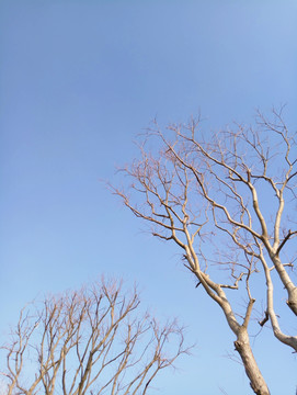 蓝天 树枝