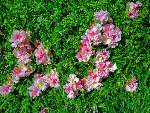 绿色植物墙