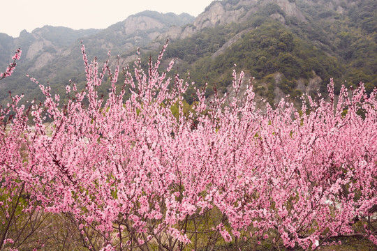 桃花