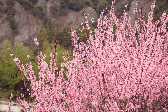 桃花