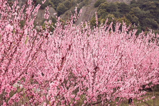 桃花