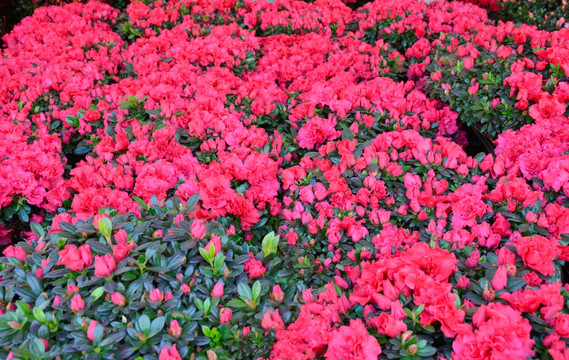 杜鹃花 映山红