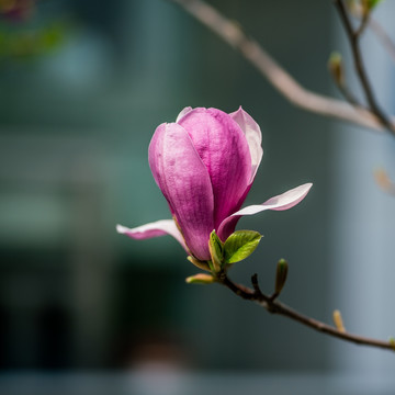 玉兰花