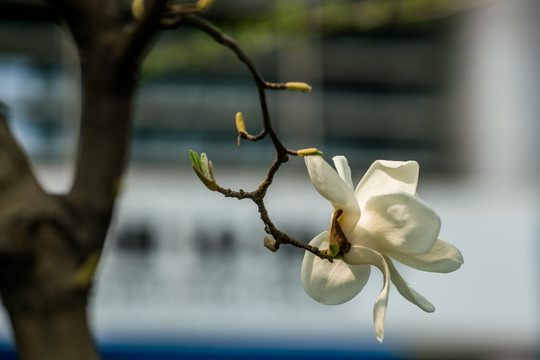 玉兰花