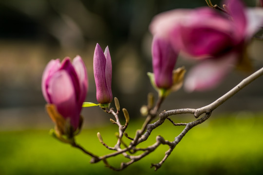 玉兰花