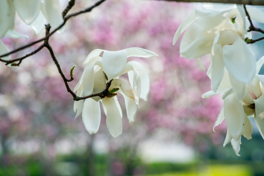 玉兰花