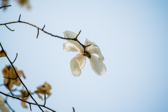 玉兰花