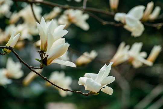 玉兰花