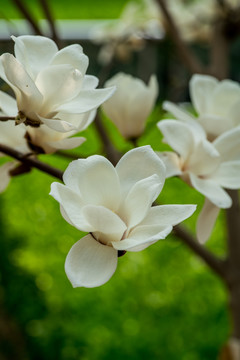 玉兰花