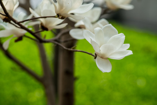 玉兰花