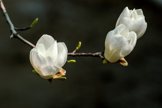 玉兰花