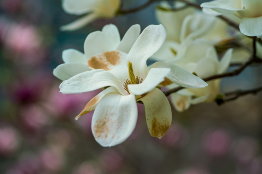 玉兰花