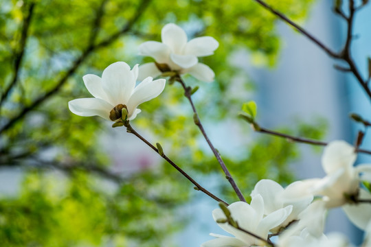 玉兰花
