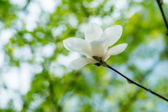 玉兰花