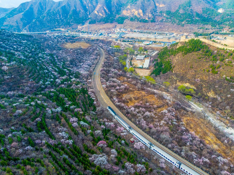 花海列车