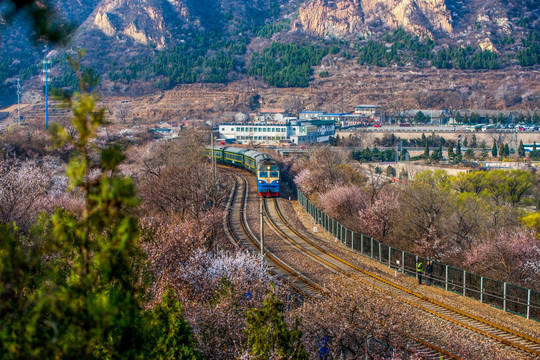 花海列车