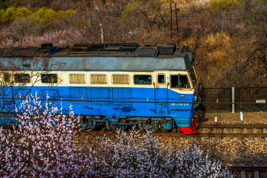 花海列车