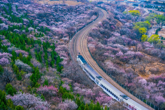 花海列车