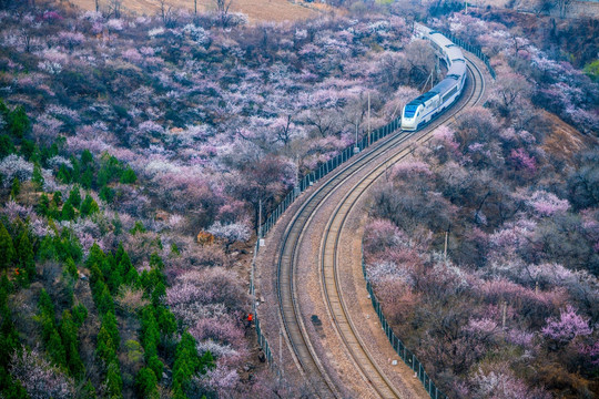 花海列车