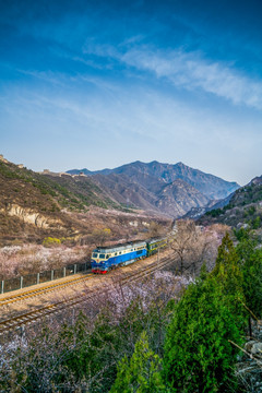 花海列车