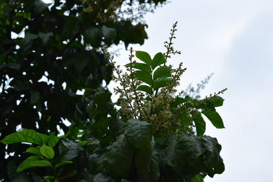 黄皮果树开花