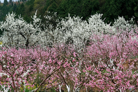 桃李争春 桃花 李子花