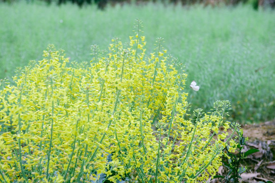 萝卜花 油菜