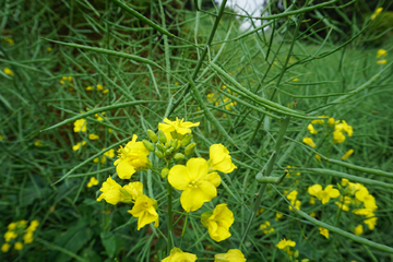 油菜花 油菜籽