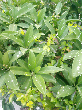 植物叶子 费草