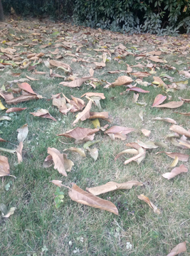 落叶 树叶 叶子 枯叶 地面
