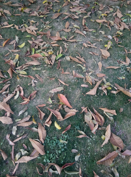 落叶 树叶 叶子 枯叶 地面