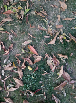 落叶 树叶 叶子 枯叶 地面