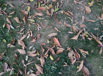 落叶 树叶 叶子 枯叶 地面
