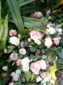 菊花 野花 玫瑰花