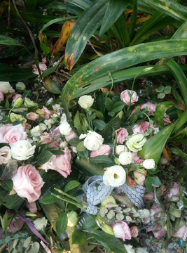 菊花 野花 玫瑰花