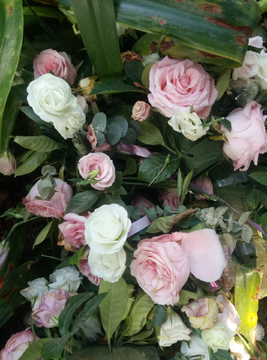 菊花 野花 玫瑰花